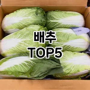 배추 추천 TOP5 가성비최고