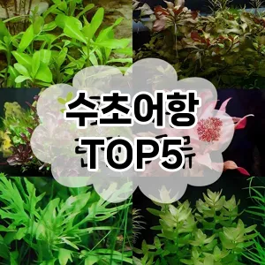 수초어항 추천 TOP5 가성비최고