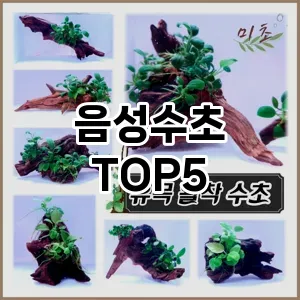 음성수초 추천 TOP5 품질보장