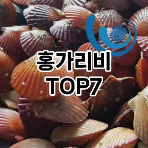 홍가리비 추천 TOP7