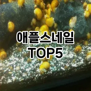 애플스네일 추천 TOP5 핫딜 아이템